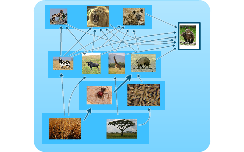 African Savanna Food Web by Markian Kuropas