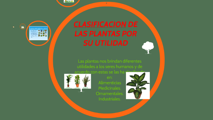 Clasificacion De Las Plantas Por Su Utilidad By William Cristancho Gamboa 8429