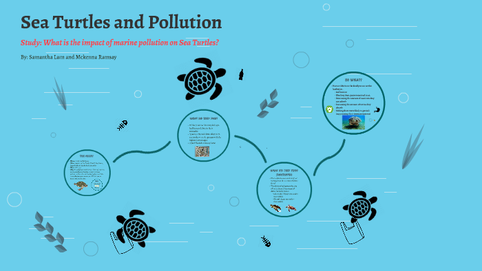 Sea Turtles and Pollution by Mack Ram on Prezi
