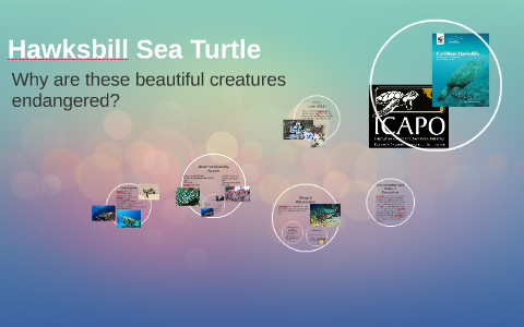 Hawksbill Sea Turtle by nikki duke on Prezi