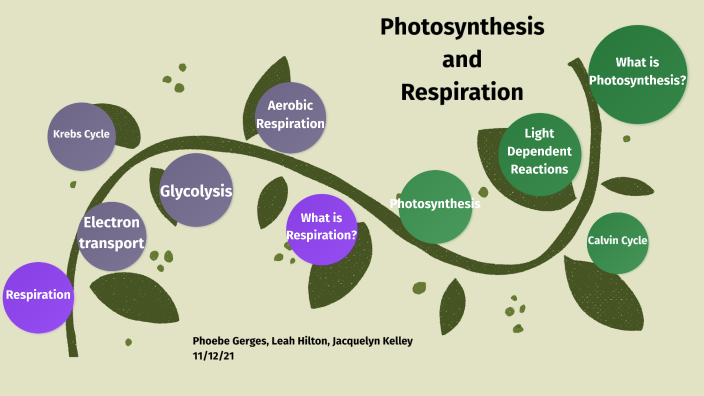 Photosynthesis and Aerobic Respiration by LEAH HILTON on Prezi