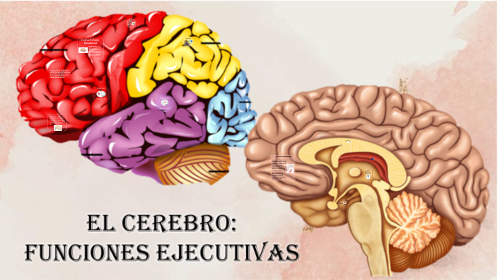 El Cerebro Y Sus Funciones Ejecutivas By Lizeth Paola Peãa Lozano On Prezi 7369