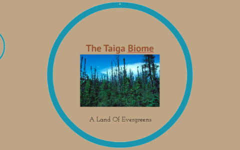 The Year-Round Land of Evergreens: the Taiga