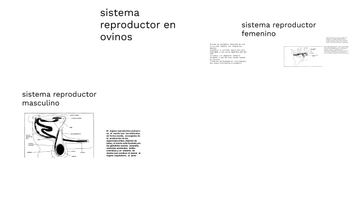 Sistema Reproductor Femenino Y Masculino By Ares Imanoni 6810