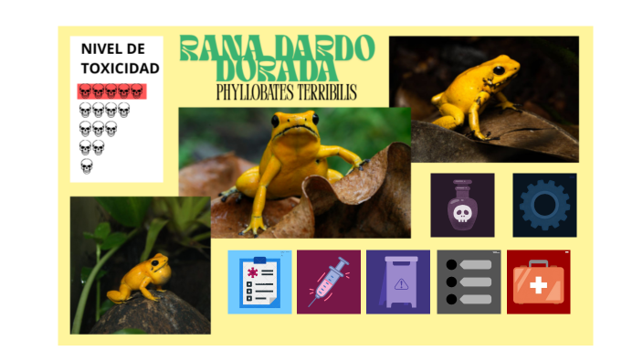 Rezi Rana RANA DARDO DORADA by Cristina Colino on Prezi