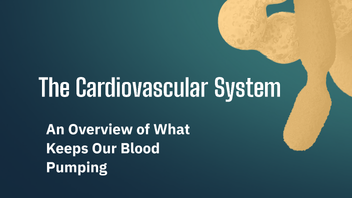 The Cardiovascular System by Lindsey Bilski on Prezi