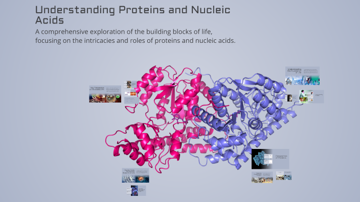Understanding Proteins and Nucleic Acids by Sayyor Turakulov on Prezi