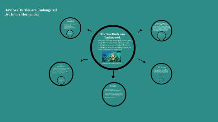 How Sea Turtles are Endangered. by Emily Hernandez on Prezi