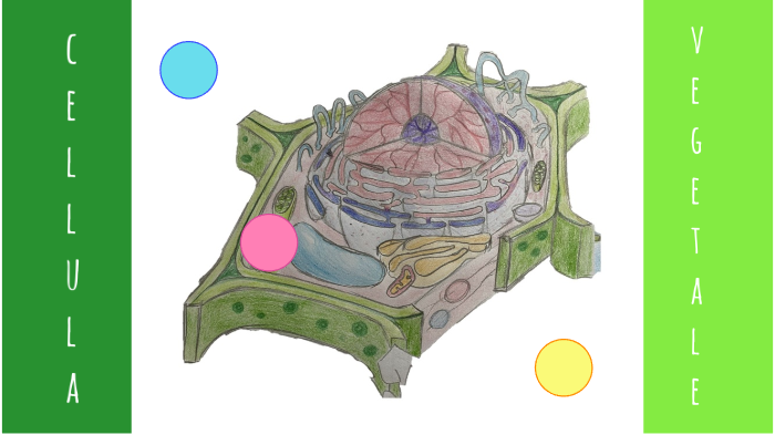 cellula vegetale by gaia chierichetti on Prezi