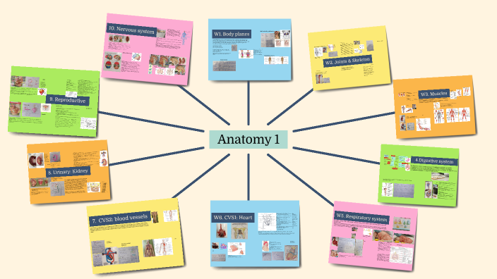 Anatomy 1 by winnie on Prezi