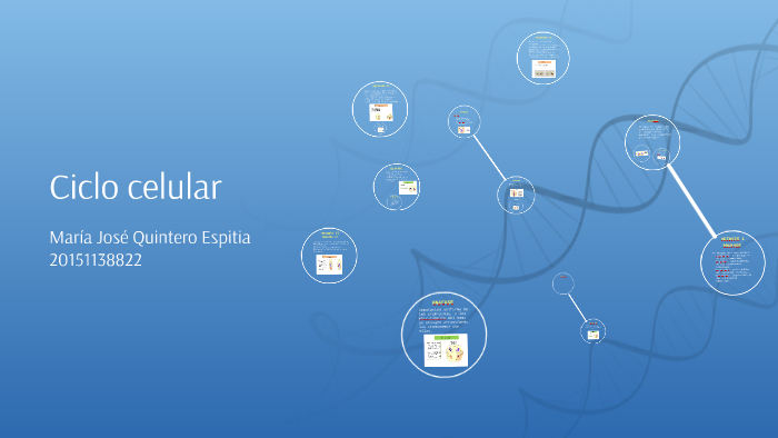 Ciclo celular by María José Quintero Espitia on Prezi