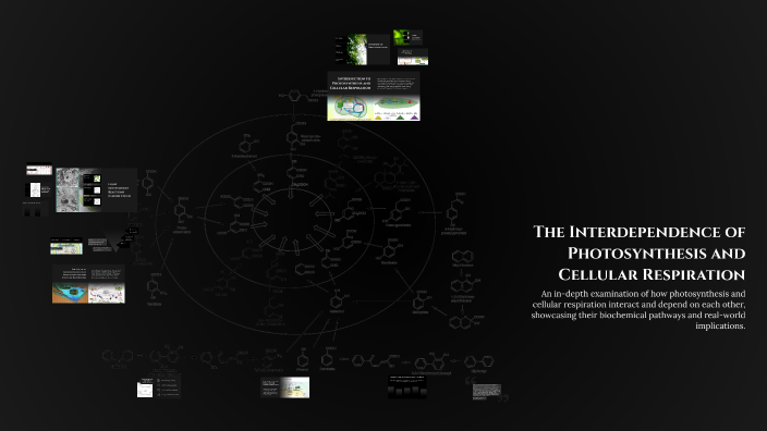 The Interdependence of Photosynthesis and Cellular Respiration by Rohan ...