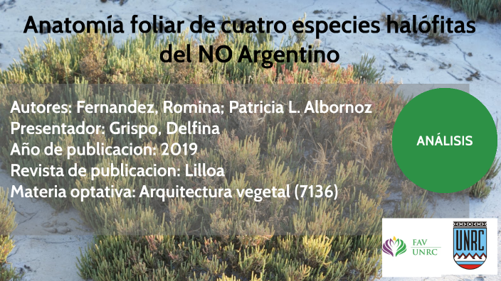 anatomia foliar de 4 especies halófitas del NE argentino by Delfina ...