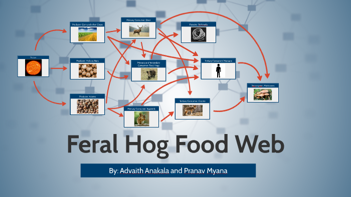 Feral Hog Food Web by Pranav Myana on Prezi Biology Diagrams
