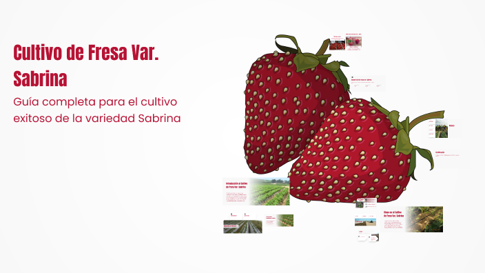 Cultivo de Fresa Var. Sabrina by frank flores on Prezi