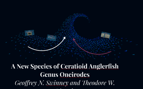 A New Species Of Ceratioid Anglerfish Genus Oneirodes By Justin Bramblett