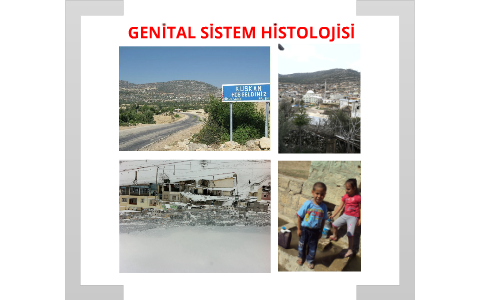 Urogenital Sistem Histolojisi By Ahmet Topak