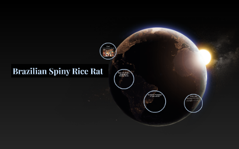 Brazilian Spiny Rice Rat by Nate Jessee on Prezi
