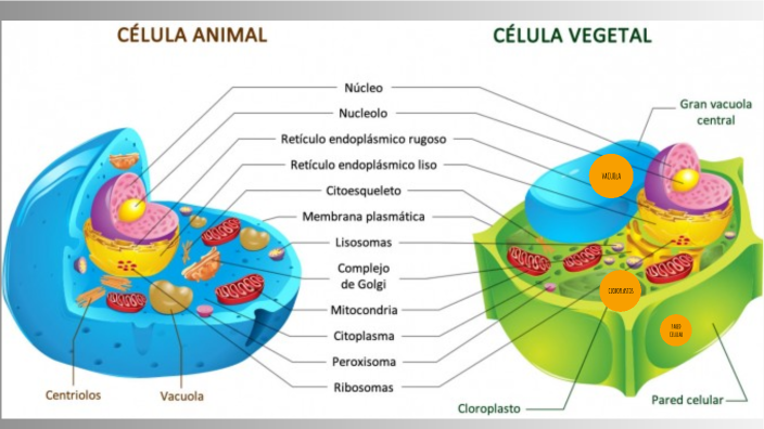 CÉLULA by Cande Olivares on Prezi