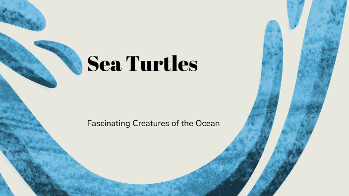 Sea Turtles by Jacob Constantin on Prezi