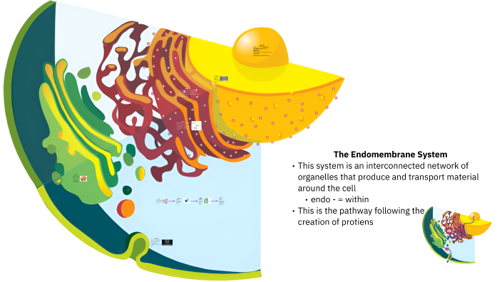 The Endomembrane System this system is an interconnected network of ...