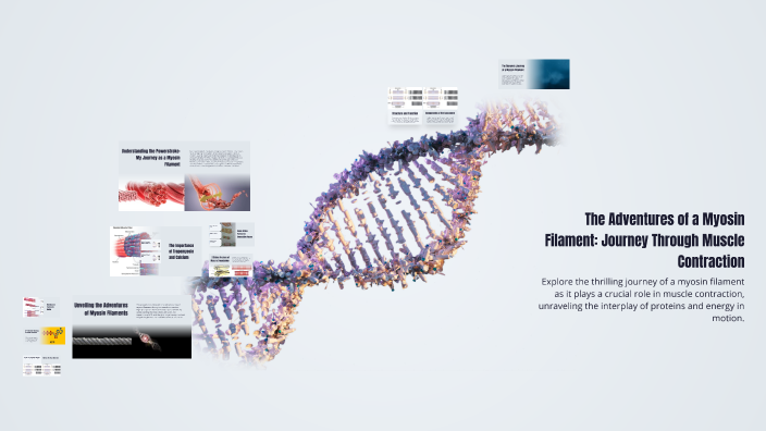 The Adventures of a Myosin Filament: Journey Through Muscle Contraction ...