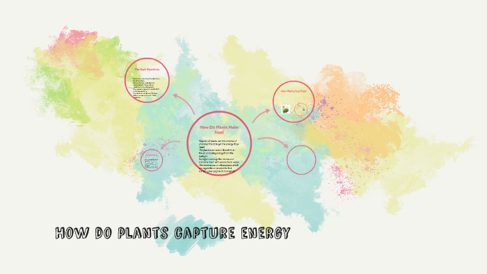 how-do-plants-capture-energy-by-arianna-walker