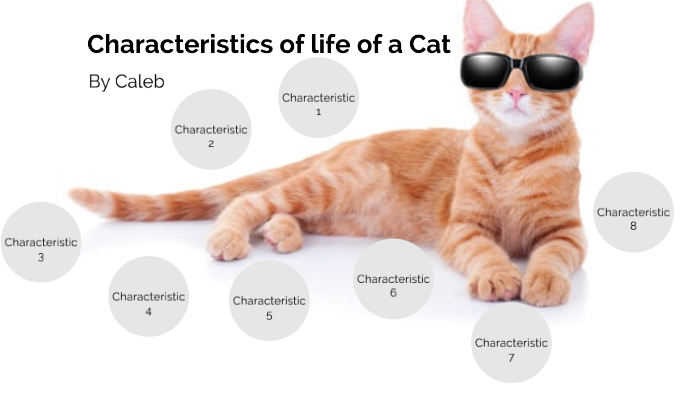 the-8-characteristics-of-life-for-cats-by-caleb-gentry