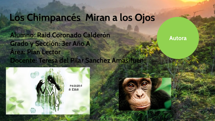 Los Chimpancés Miran A Los Ojos