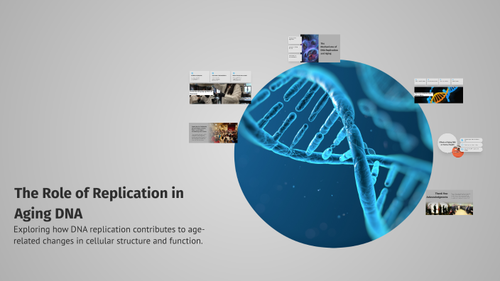 The Role of Replication in Aging DNA by Sabah Ali on Prezi