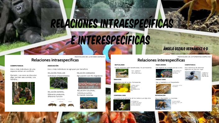 Relaciones intraespecíficas e interespecíficas by Angela Gozalo on Prezi