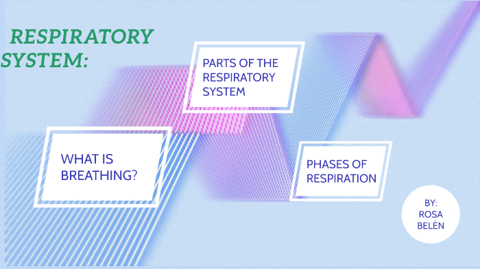 RESPIRATORY SYSTEM by R B on Prezi