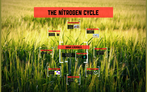 nitrogen cycle by Gaby Mendez on Prezi