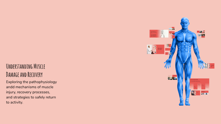 Understanding Muscle Damage and Recovery by Lucy Sherriff on Prezi