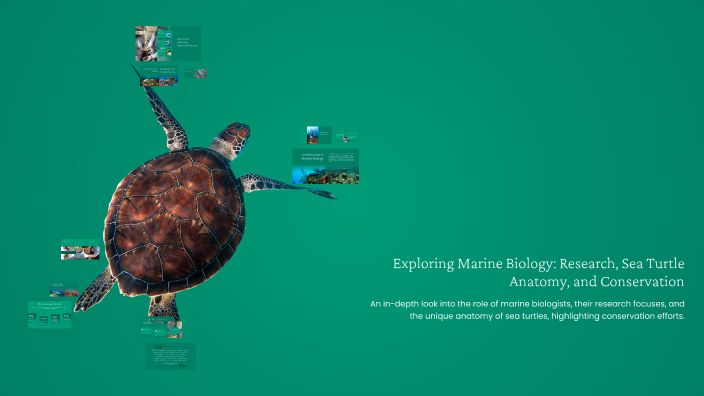 Tee Turtle Science Exploring Marine Biology: Research, Sea Turtle Anatomy, and ...