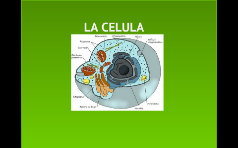 La celula by ELISEO GUZMAN