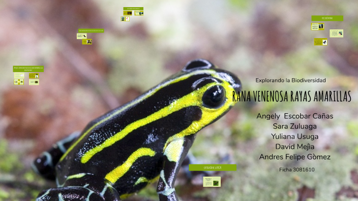 Rezi Rana Rana Venenosa Rayas Amarillas - Dendrobates Truncatus by Angely Escobar ...