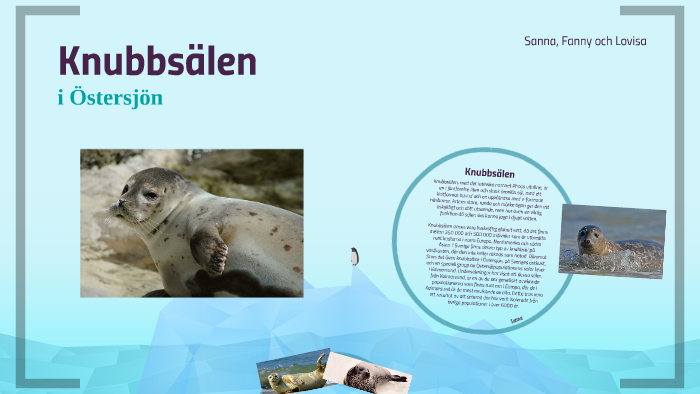 Knubbsälen by Sanna Liljestrand on Prezi