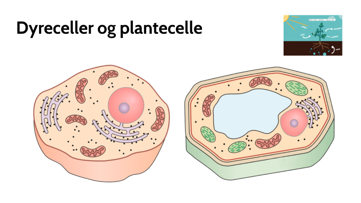 Dyreceller Og Planteceller By Ingrid Nordlund On Prezi