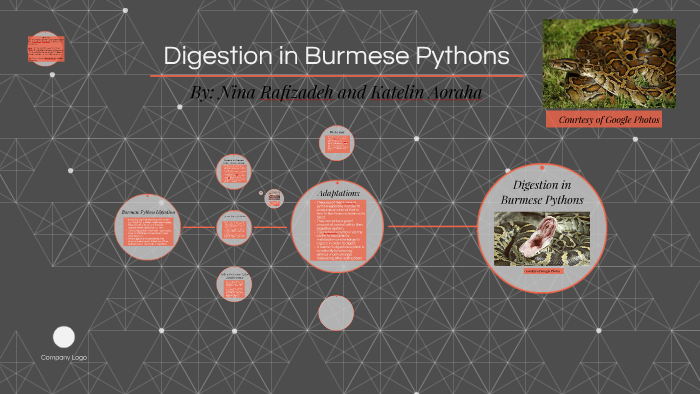 Digestion in Burmese Pythons by Katelin Aoraha on Prezi