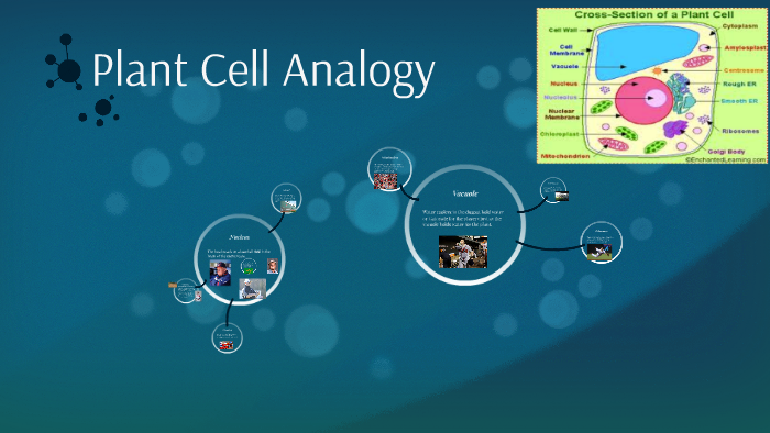 Plant Cell Analogy By Ethan Hunt On Prezi 2691