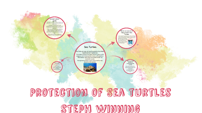 Protection of Sea Turtles by Steph Winning on Prezi