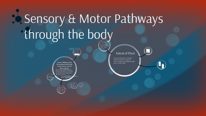 Sensory Motor Pathways through the body by Heather Roberts on Prezi Biology Diagrams