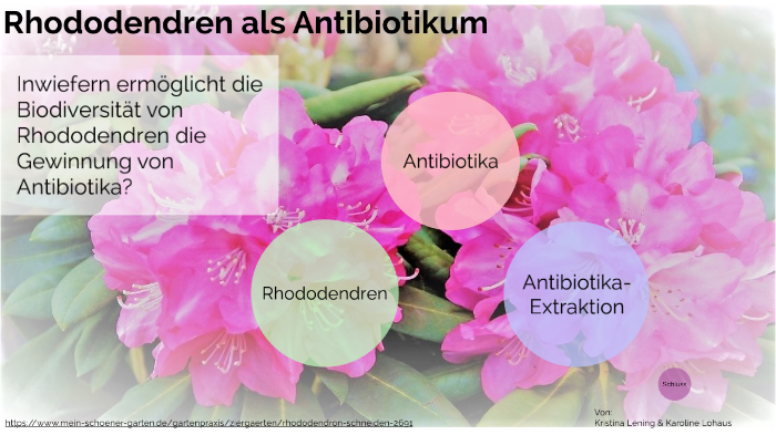 Rhododendren Als Antibiotikum By Karoline Lohaus On Prezi Next