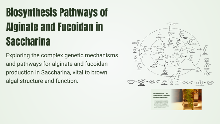 Biosynthesis Pathways of Alginate and Fucoidan in Saccharina by alireza ...