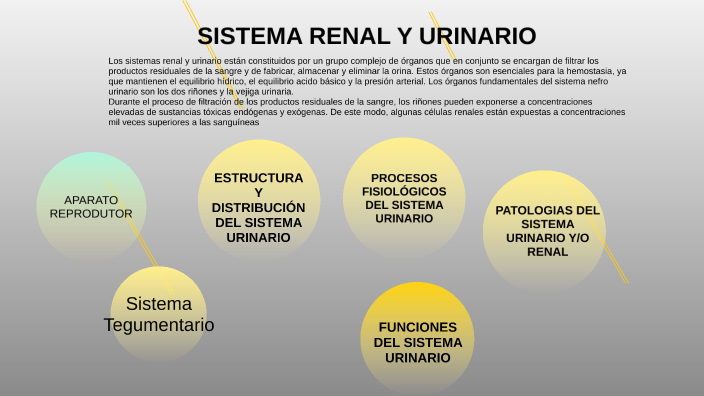 SISTEMA RENAL by Ginna Forero on Prezi