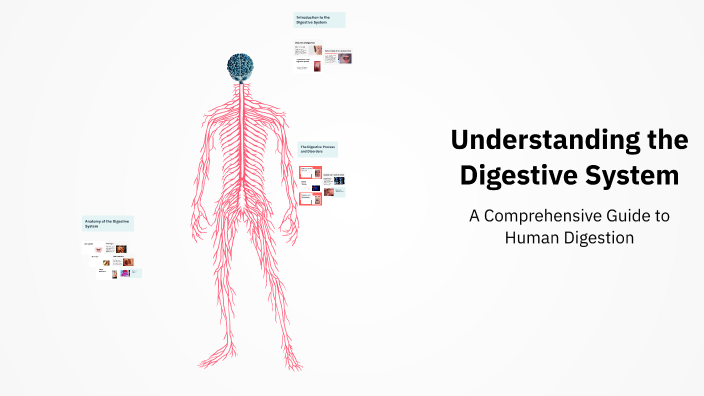 Understanding the Digestive System by Trystan Malloy on Prezi