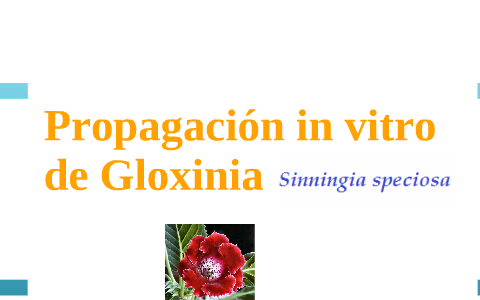 Propagación in vitro de Gloxinia y Café by José Mayorga