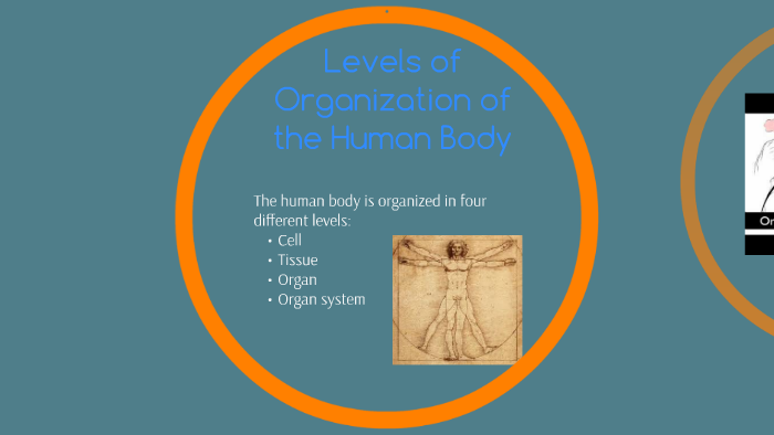 Levels of organization of the human body by Alejandra CM on Prezi
