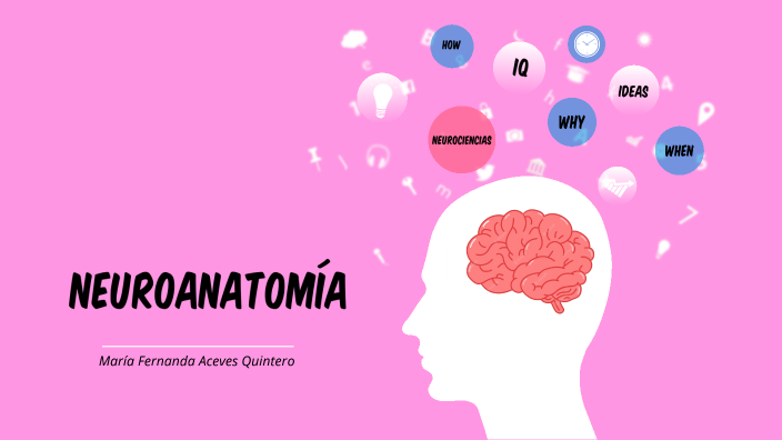 Neuroanatomia by Mafer Aceves on Prezi